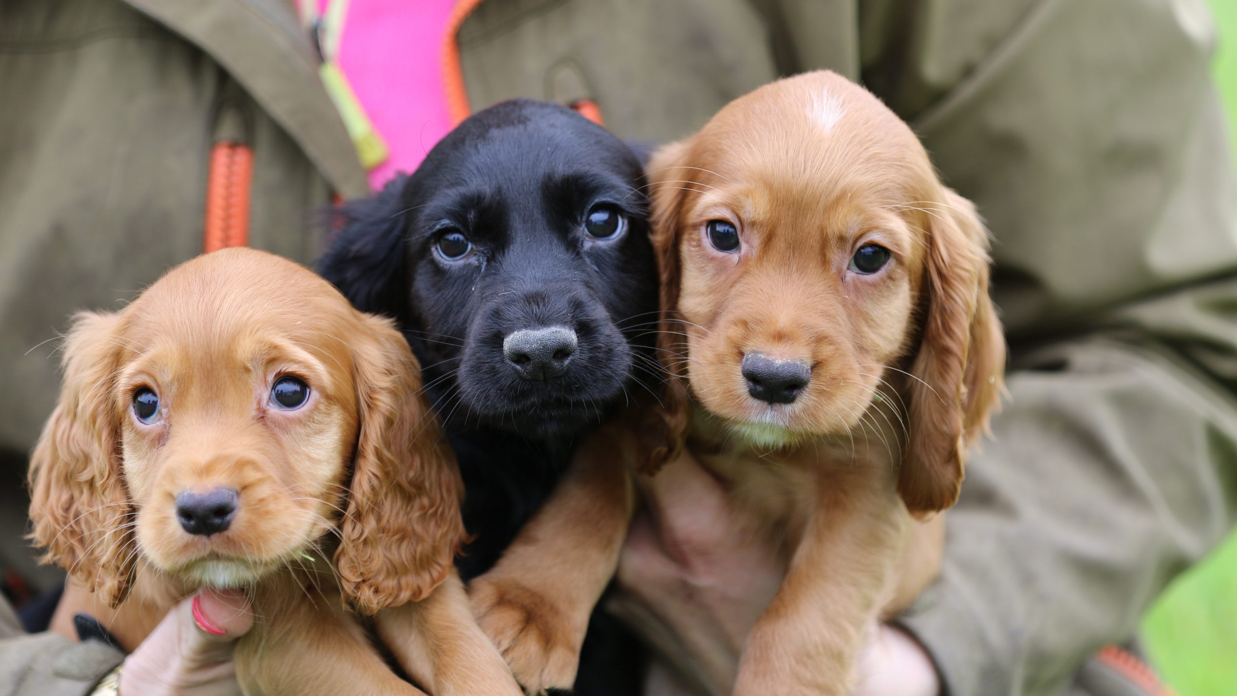 working cocker spaniel puppies for sale