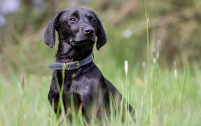 He is so trainable and has passed his gundog puppy classes with flying colours.