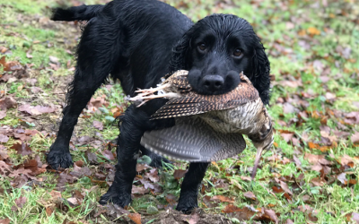 He has turned out to be a fantastic dog , a real joy to take beating.