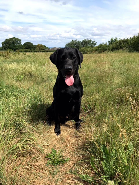 Grown into a very handsome and strong dog.. | Countryways Gundogs ...