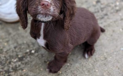 He settled in really well and is getting used to being crate trained really easily. – 29.3.24