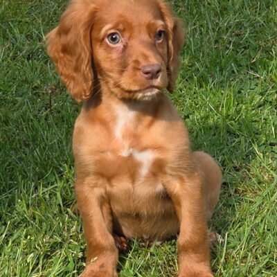 HAZEL X MURPHY - DEEP RED DOG AVAILABLE - NUGGET -   BORN 6TH MARCH 2025