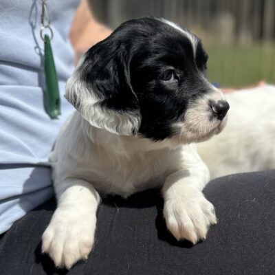 2X BOYS AVAILABLE - Black & White English Springer Spaniel Puppies - LIZZY x RAY - DOB - 6.4.2025