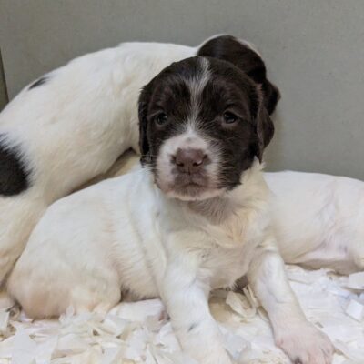 FLECK x FTCH TYSON - BORN 3RD MAY 2025 - FIRST LITTER OUT OF TYSON