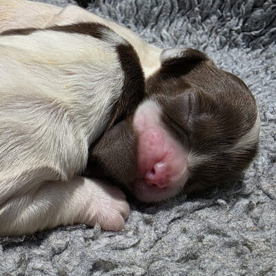 FLECK x FTCH TYSON - BORN 3RD MAY 2025 - FIRST LITTER OUT OF TYSON