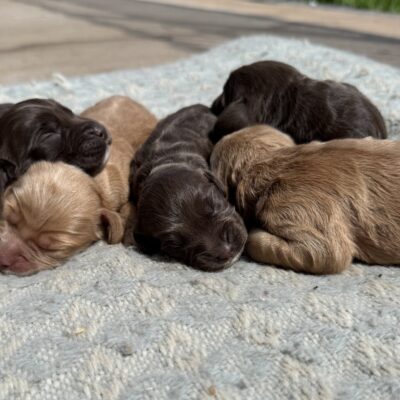 HAILLE X YOGI - JUST BORN 10.05.2025