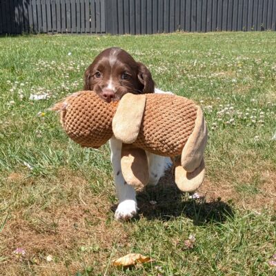 FLECK x FTCH TYSON - BORN 3RD MAY 2025 - FIRST LITTER OUT OF TYSON