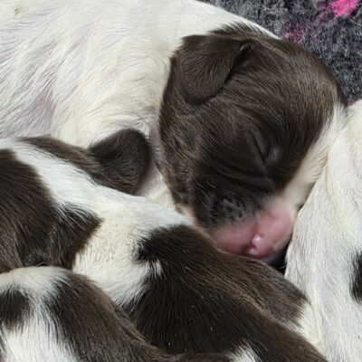OFTW BUNTY x FTCH TYSON - DATE OF BIRTH 9TH JUNE 2025