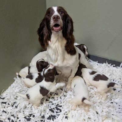 OFTW BUNTY x FTCH TYSON - DATE OF BIRTH 9TH JUNE 2025, Ready to leave - 04.08.2025
