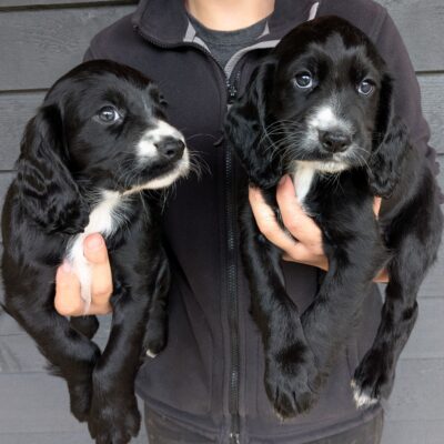 OLIVE X MURPHY - 2xGIRLS AVAILABLE - DOB. 01.06.2025 - READY TO LEAVE - 27.07.2025