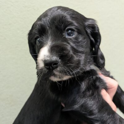 OLIVE X MURPHY - DOB. 01.06.2025 - READY TO LEAVE - 27.07.2025