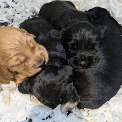 OLIVE X MURPHY - JUST BEEN BORN - DOB. 01.06.2025