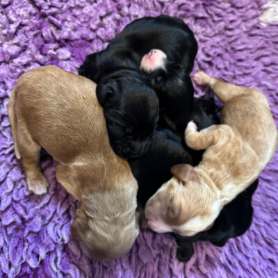OLIVE X MURPHY - JUST BEEN BORN - DOB. 01.06.2025