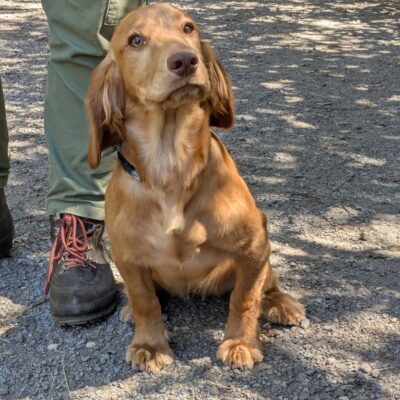 Part trained Cocker Spaniel Pup - PEACH - DOB.23.12.2024