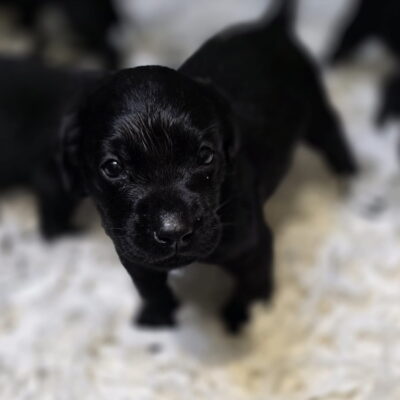 JANIE X BONES -Gorgeous deep black labrador puppies - DOB.28.06.2025