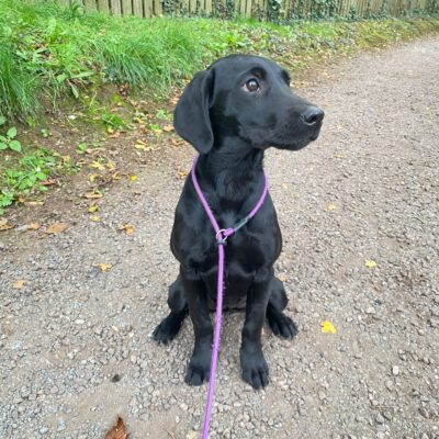 JANIE X BONES - SALLY - SWEET, SOFT NATURED YOUNGSTER -  DOB.28.05.2025