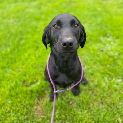 JANIE X BONES - SAVANNAH - KIND, CARING YOUNGSTER -  DOB.28.05.2025