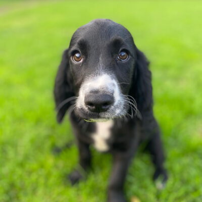 OLIVE X MURPHY - GORGEOUS, CARING GIRL- ZIGGIE - DOB. 01.06.2025 - READY TO LEAVE NOW!