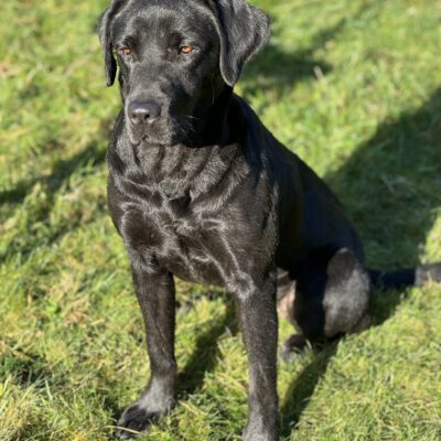 JESSIE X WESLEY - SMART MIXED COLOUR LITTER LABRADOR PUPPIES, DOB - 03.06.2025