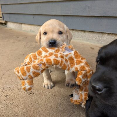 JESSIE X WESLEY - SMART MIXED COLOUR LITTER LABRADOR PUPPIES, DOB - 03.06.2025, Ready to leave - 29.07.2025