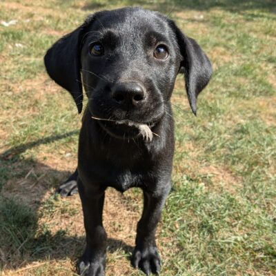 BERRY X INTFTCH EELBURN FLAVIUS, CARING LABRADOR PUPPIES - DoB- 02.06.2025 - Ready to leave NOW!
