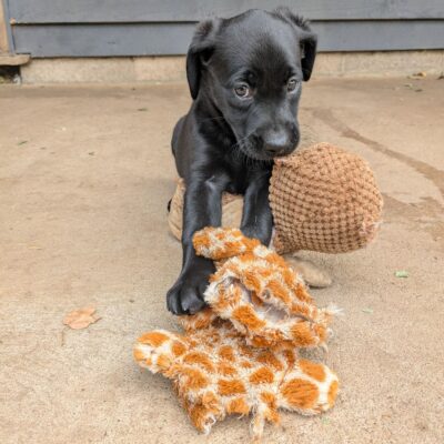 BERRY X INTFTCH EELBURN FLAVIUS PLAYFUL LABRADOR PUPPIES - DoB- 02.06.2025 - Ready to leave - 28.07.2025