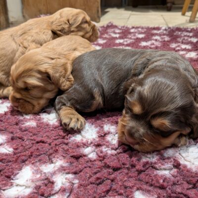 COCO X YOGI - CUDDLY LITTER OF COCKER SPANIELS - DoB- 02.07.2025, READY TO LEAVE- 20.08.2025