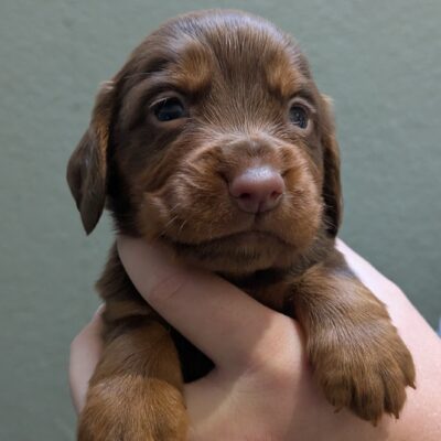 FTW NELLIE X FTW MICKEY - 2xChocolate&Tan Boys still available - DoB- 28.09.2025