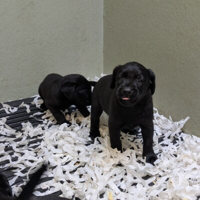 FERN X BONES, CALM KIND NATURED LABRADOR PUPPIES, dob - 08.06.2025, ready to leave - 03.08.2025