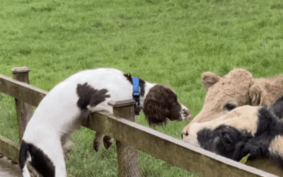 We know he is the most loved springer in the world. – 27.06.2025
