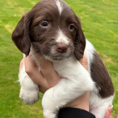 KELLY X FTCH TYSON, PERFECTLY MARKED LIVER & WHITE SPANIEL PUPPIES, DoB - 16.06.2025, Ready to leave - 11.08.2025