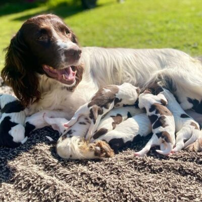 KELLY X FTCH TYSON, PERFECTLY MARKED LIVER & WHITE SPANIEL PUPPIES, DoB - 16.06.2025, Ready to leave - 11.08.2025