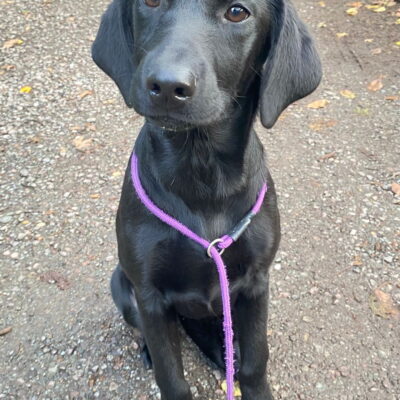 BERRY X INTFTCH EELBURN FLAVIUS, CARING LABRADOR- TATIA - DoB- 02.06.2025