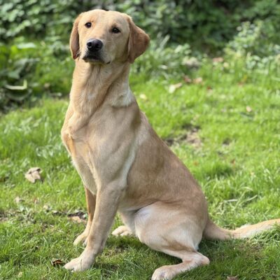 GLEN - STUNNING, STRONG BUILD 3/4 TRAINED LABRADOR-HEREDITARY CLEAR- DOB - 17.04.2024