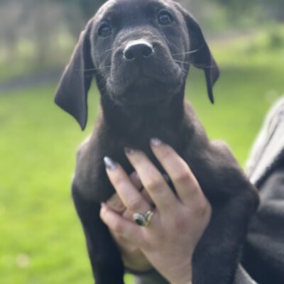 KIM X BONES - SMART, TIDY LABRADOR PUPPIES, DoB - 18.07.2025, READY TO LEAVE 12.09.2025