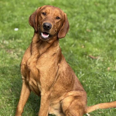 Part-Trained Fox Red Labrador Dog - MILLER - HEALTH TESTED PARENTS - DOB - 21.09.2024