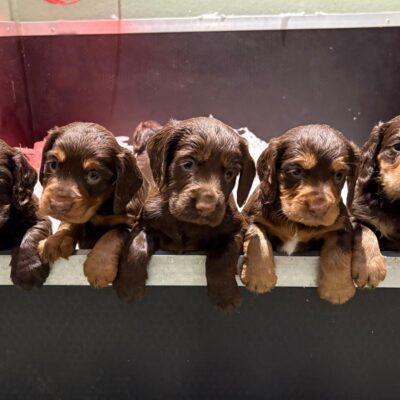 ASH X MICKEY - CHOC&TAN BOYS AVAILABLE - DoB - 22ND OCTOBER 2025