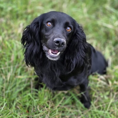 FLOSSY X WOODY - WAITING LIST NOW OPEN!! - DUE - 25TH OCTOBER 2025