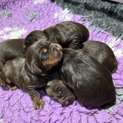 ASH X MICKEY - CHOC&TAN BOYS AVAILABLE - DoB - 22ND OCTOBER 2025