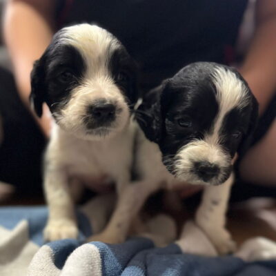MAE X FTCH TYSON, WELL COLOURED LITTER SPRINGER PUPPIES, DoB - 10.08.2025, Ready to leave - 05.10.2025