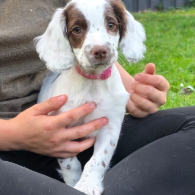 ROSIE X TIM , UNUSUALLY MARKED LITTER SPRINGER PUPPIES, D.O.B - 06.07.2025 - READY TO LEAVE NOW!