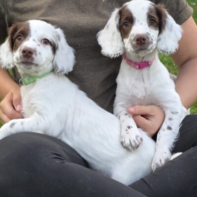 ROSIE X TIM , UNUSUALLY MARKED LITTER SPRINGER PUPPIES, D.O.B - 06.07.2025 - READY TO LEAVE NOW!