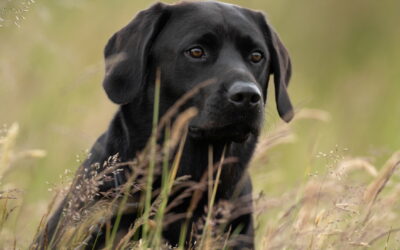 A credit to your breeding as Duke has the most amazing drive – 03.11.2025