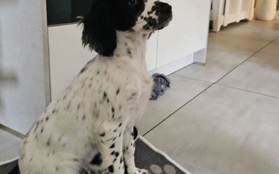 When you say its all in the breeding we can see it first hand having – 28.10.2025