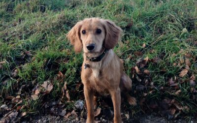 She’s turned into a very, very bright youngster. Very clever, eager to please, and is training well. – 7.1.26