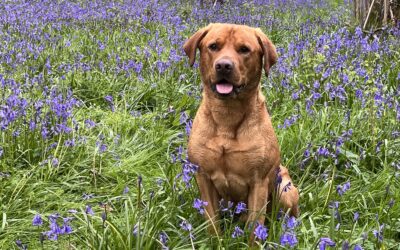 From puppy to adult dog he has been an absolute bundle of joy. 19.1.26