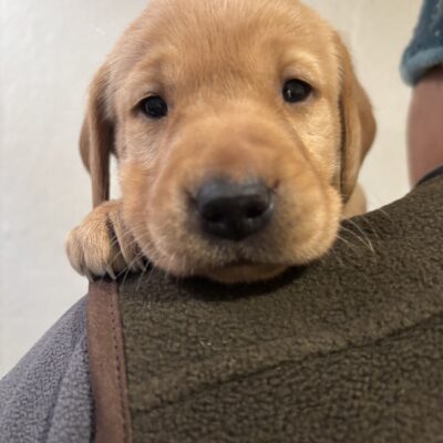 ROE X BRAE - RED FOX LABRADORS - READY TO LEAVE 31.1.26