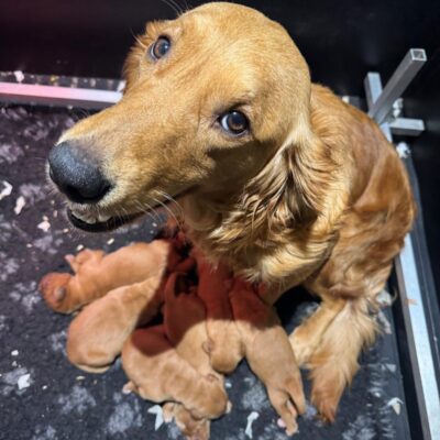 MAPLE X WINSTON - BEAUTIFUL GOLDEN RETRIEVER BOYS - READY TO LEAVE 1.3.26