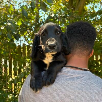 KORA X ROGUE – CARING WORKING COCKER SPANIEL BOY – READY TO LEAVE NOW!!