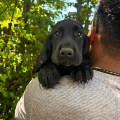 FIZZ X STERLING – BEAUTIFUL COCKER SPANIEL BOY – READY TO LEAVE NOW!!